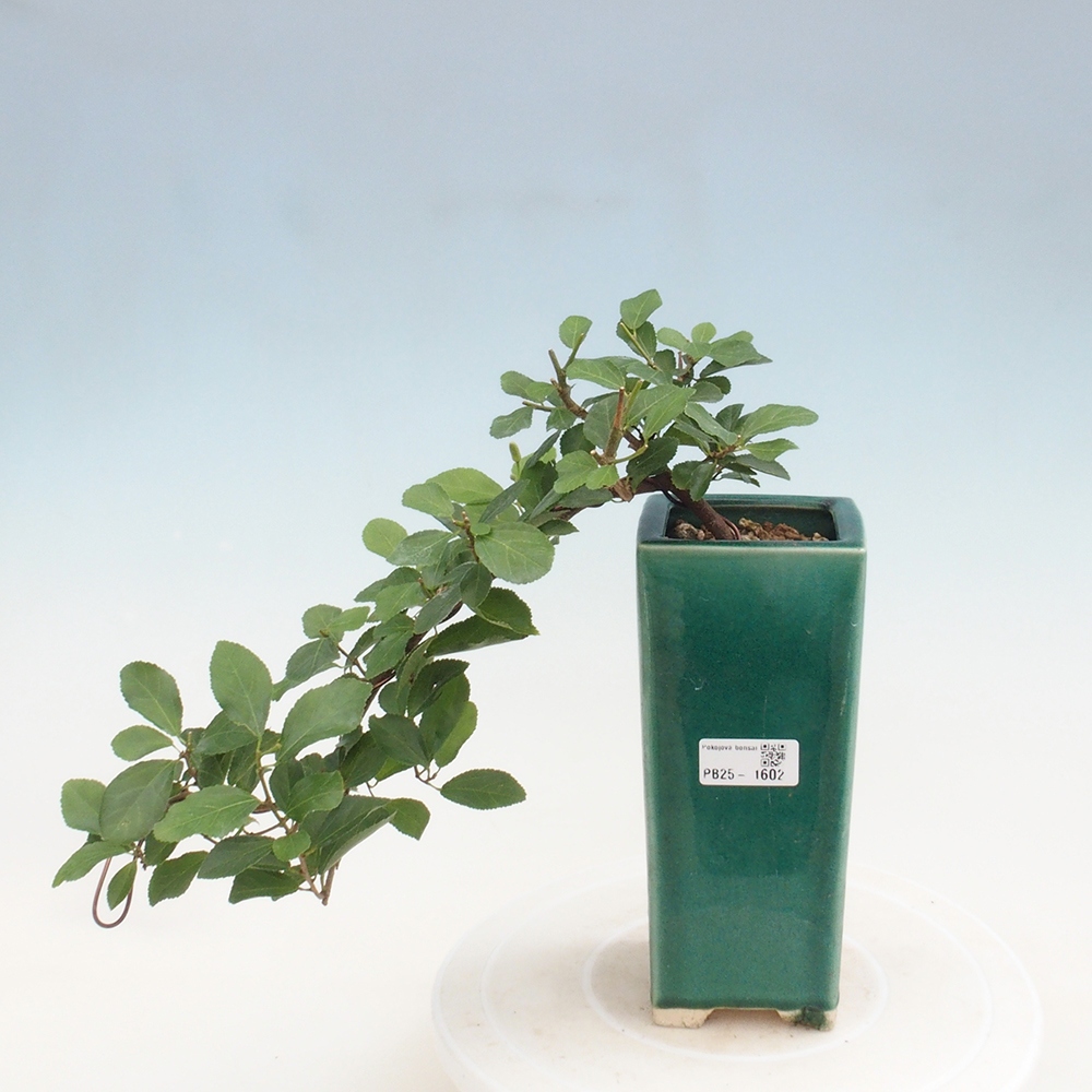 Bonsaï d'intérieur - Grewia occidentalis - Etoile de mer lavande