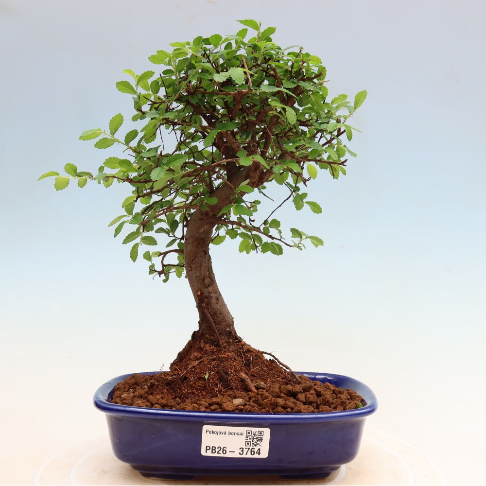 Bonsaï de chambre - Ulmus parvifolia - Orme à petites feuilles