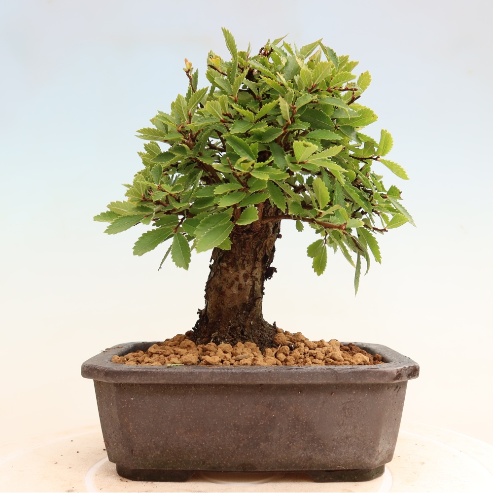 Bonsaï d'extérieur - Zelkova - Zelkova NIRE