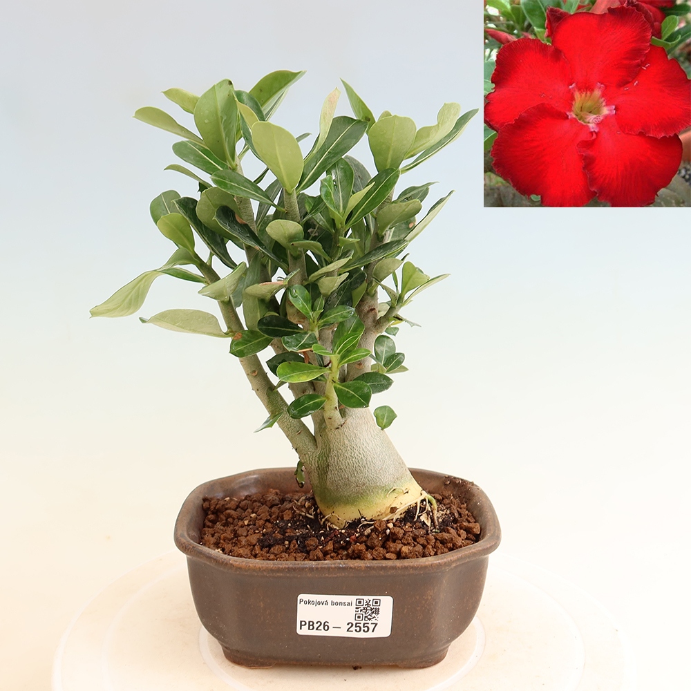 Bonsaï d'intérieur - Adenium obesum Red Star - Rose du désert