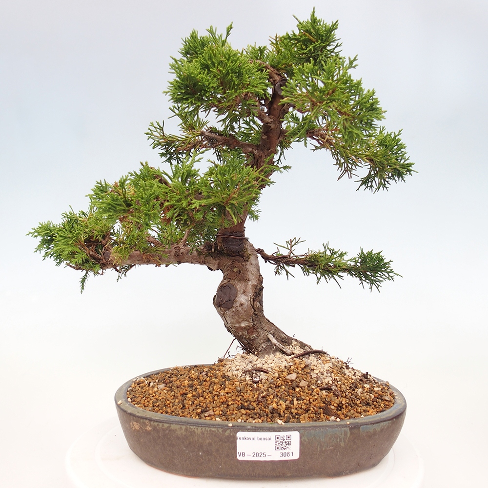 Bonsaï d'extérieur - Juniperus chinensis Itoigawa