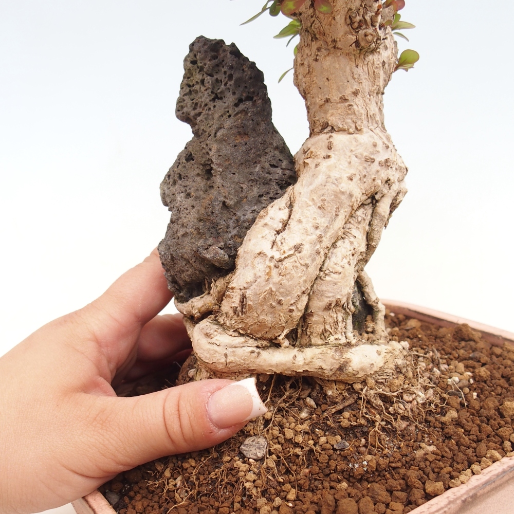 Bonsaï d'extérieur - Berberis coreana