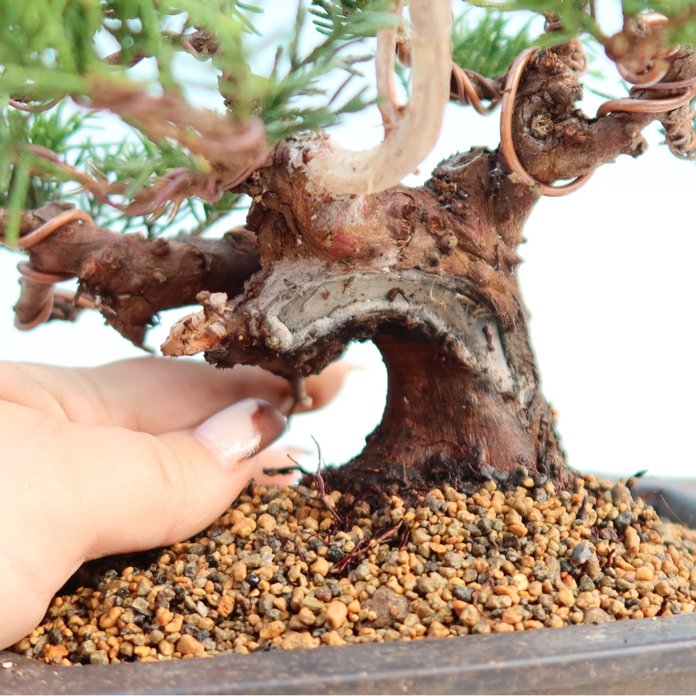 Bonsaï d'extérieur - Juniperus chinensis Itoigawa