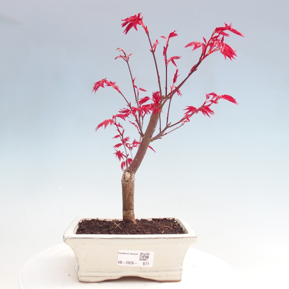 Bonsaï d'extérieur - Acer palmatum DESHOJO