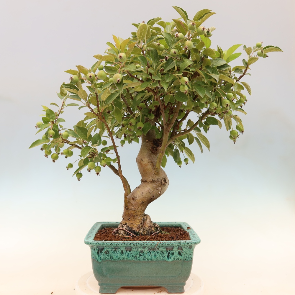 Bonsaï d'extérieur -Malus halliana - Pommier à petits fruits
