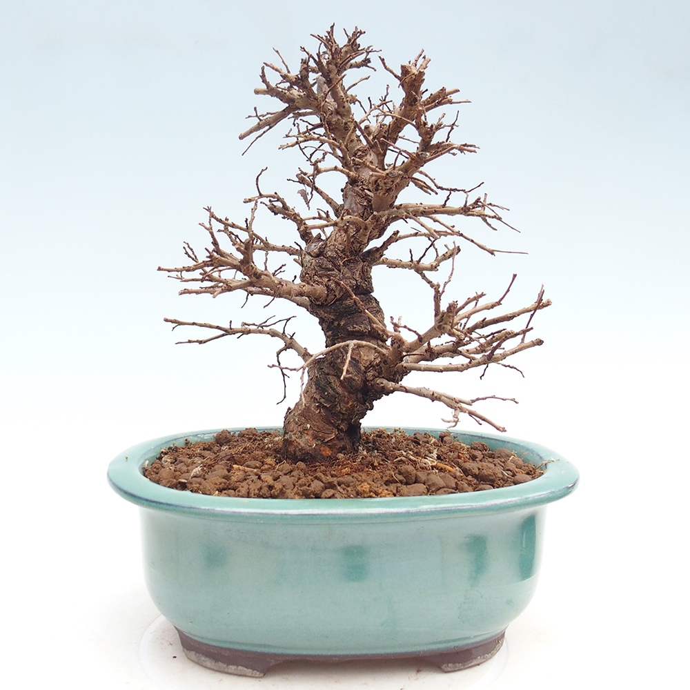 Bonsaï d'extérieur - Zelkova - Zelkova NIRE