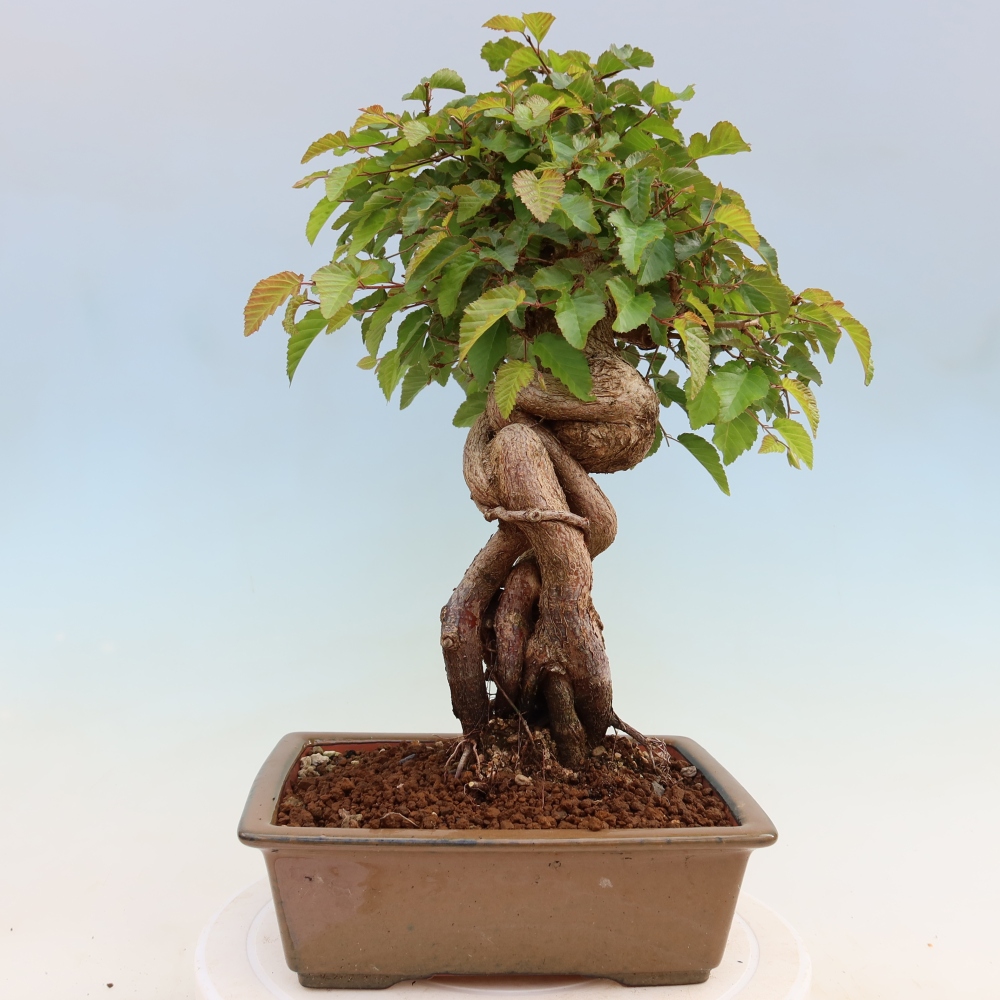 Bonsaï d'extérieur -Carpinus Coreana - Charme de Corée