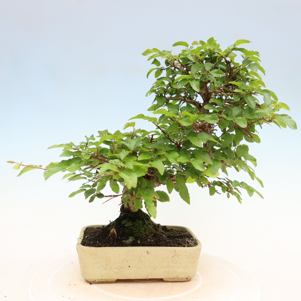 Bonsaï d'extérieur -Carpinus Coreana - Charme de Corée