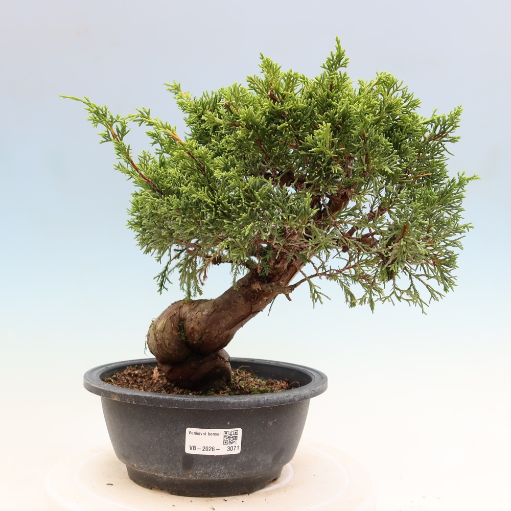 Bonsaï d'extérieur - Juniperus chinensis Itoigawa-Juniperus chinensis