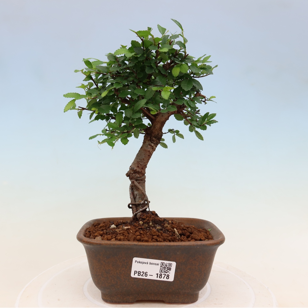 Bonsaï de chambre - Ulmus parvifolia - Orme à petites feuilles