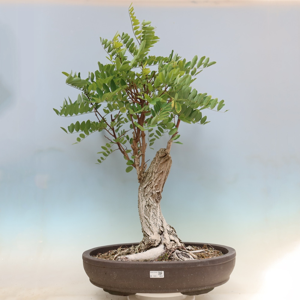 Bonsaï d'extérieur - Acacia épineux - Robinia pseudoacacia
