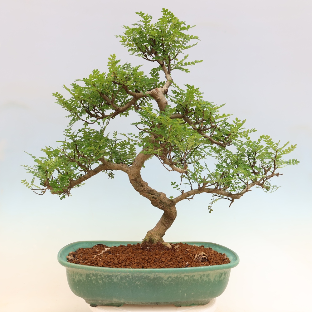 Salle bonsaï - Zantoxylum piperitum - arbre à poivre