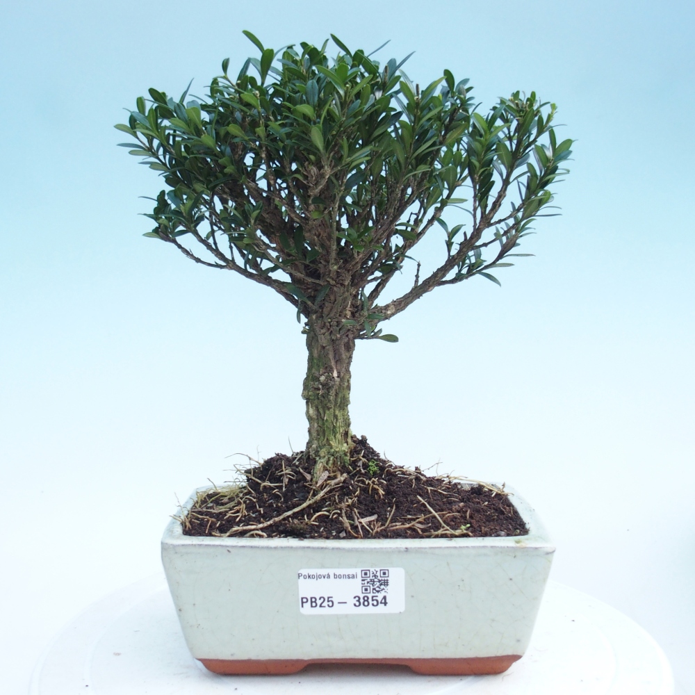 Bonsaï de chambre - Buxus harlandii - buxus liège