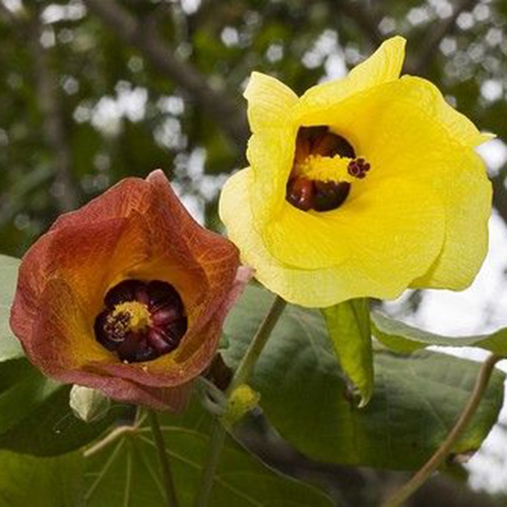 Bonsaï d'intérieur - Hibiscus tiliaceus - Hibiscus de mer