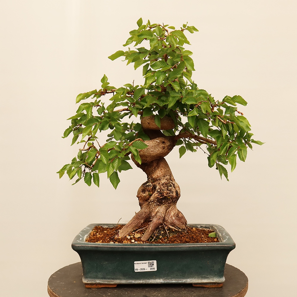Bonsaï d'extérieur -Carpinus Coreana - Charme de Corée