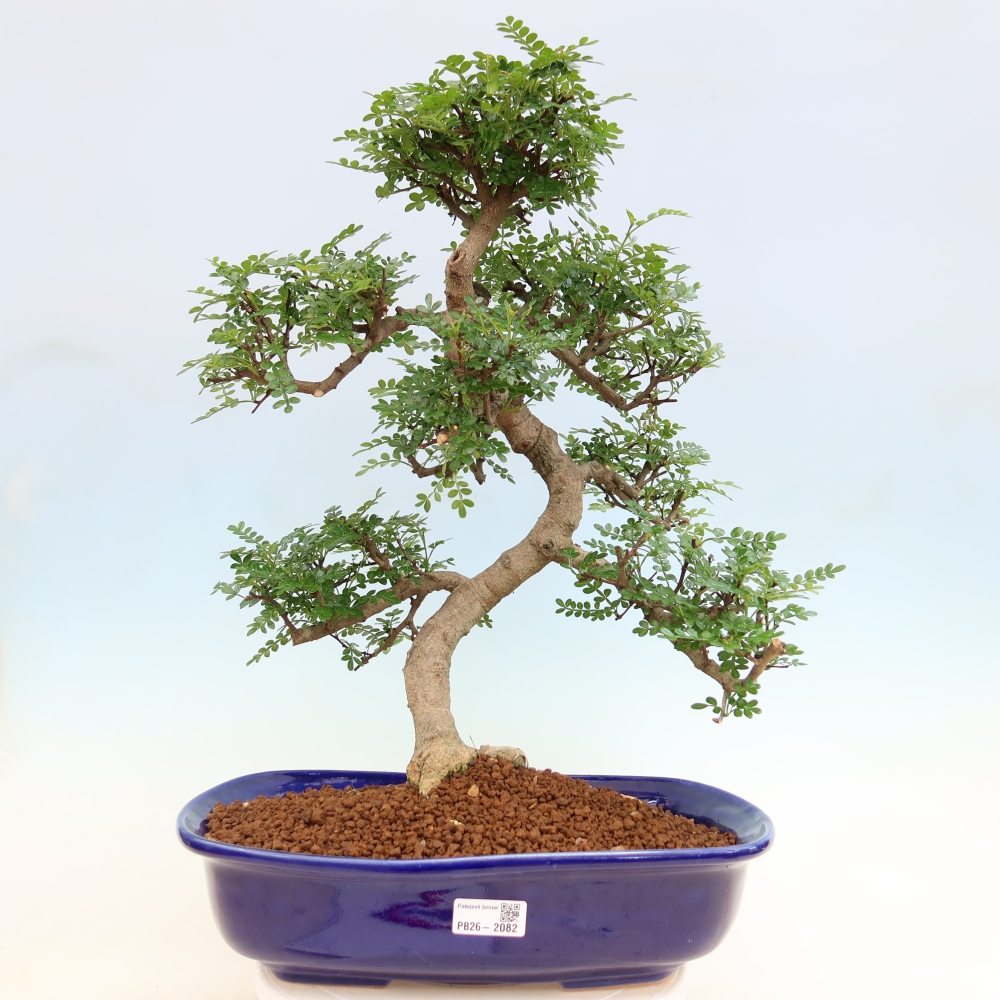 Salle bonsaï - Zantoxylum piperitum - arbre à poivre