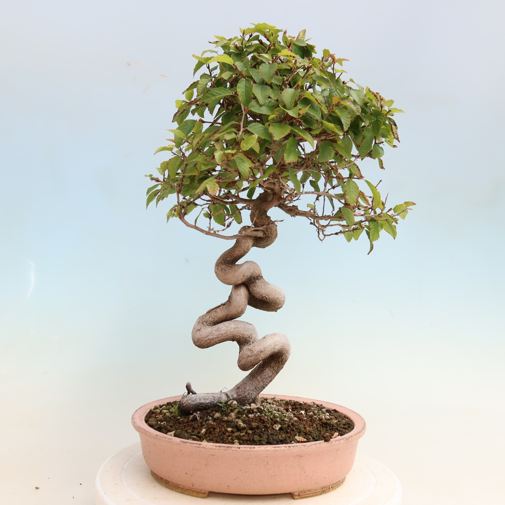 Bonsaï d'extérieur -Carpinus CARPINOIDES - Charme de Corée