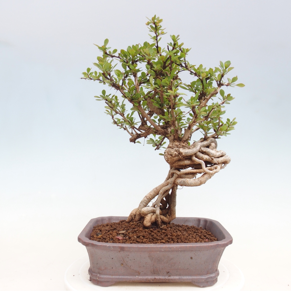 Bonsaï d'extérieur - Berberis coreana