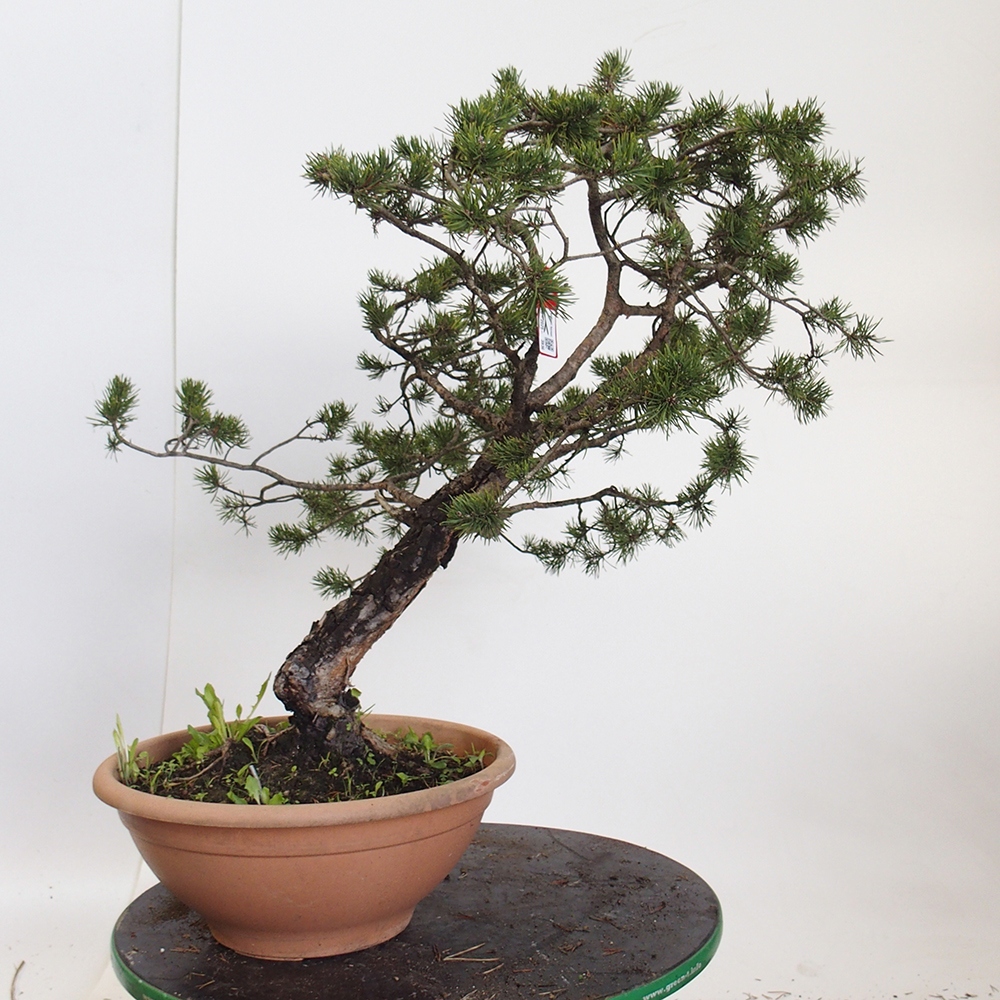 Yamadori - Pinus sylvestris Espagne
