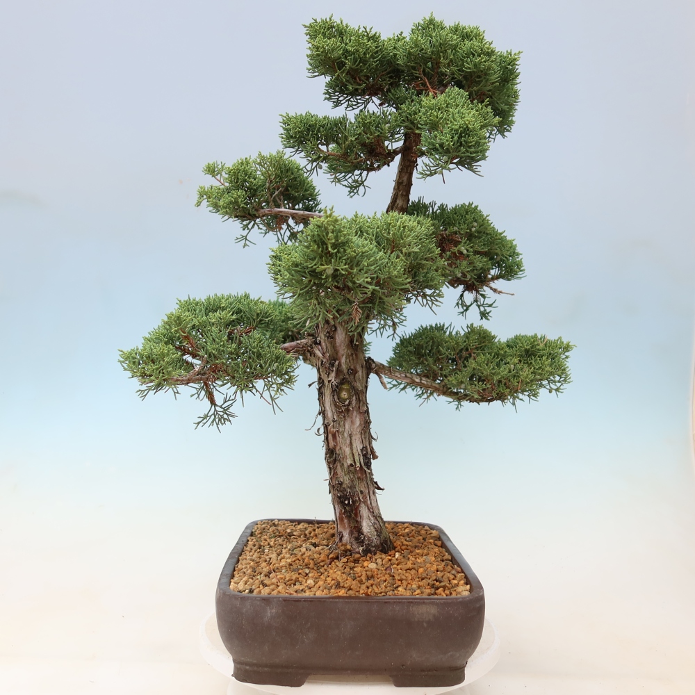 Bonsaï d'extérieur - Juniperus chinensis Kishu
