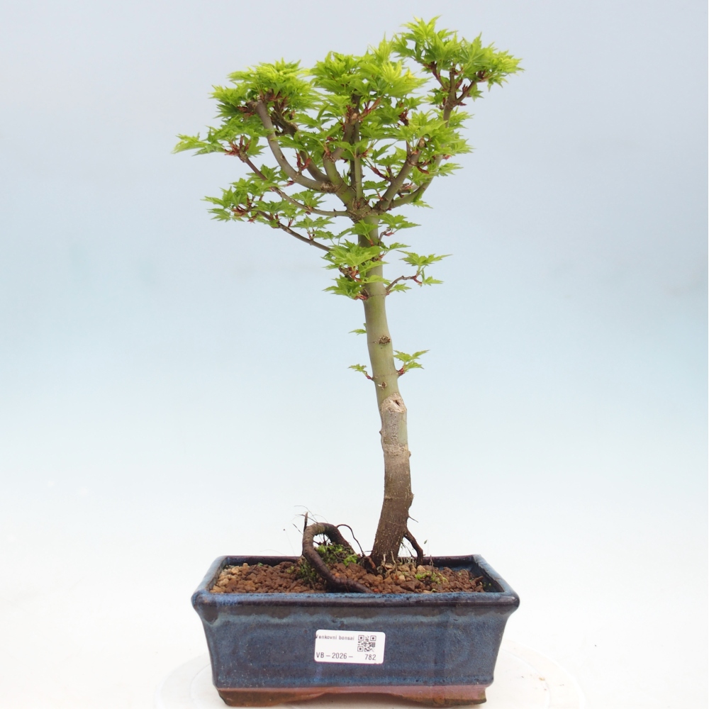 Bonsaï d'extérieur -Javor palm Acer palmatum Shishigashira