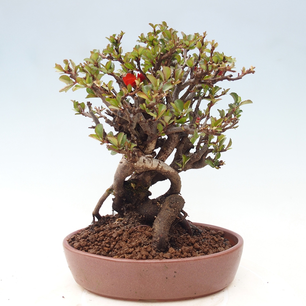 Bonsaï d'extérieur - Chaneomeles speciosa - Coing