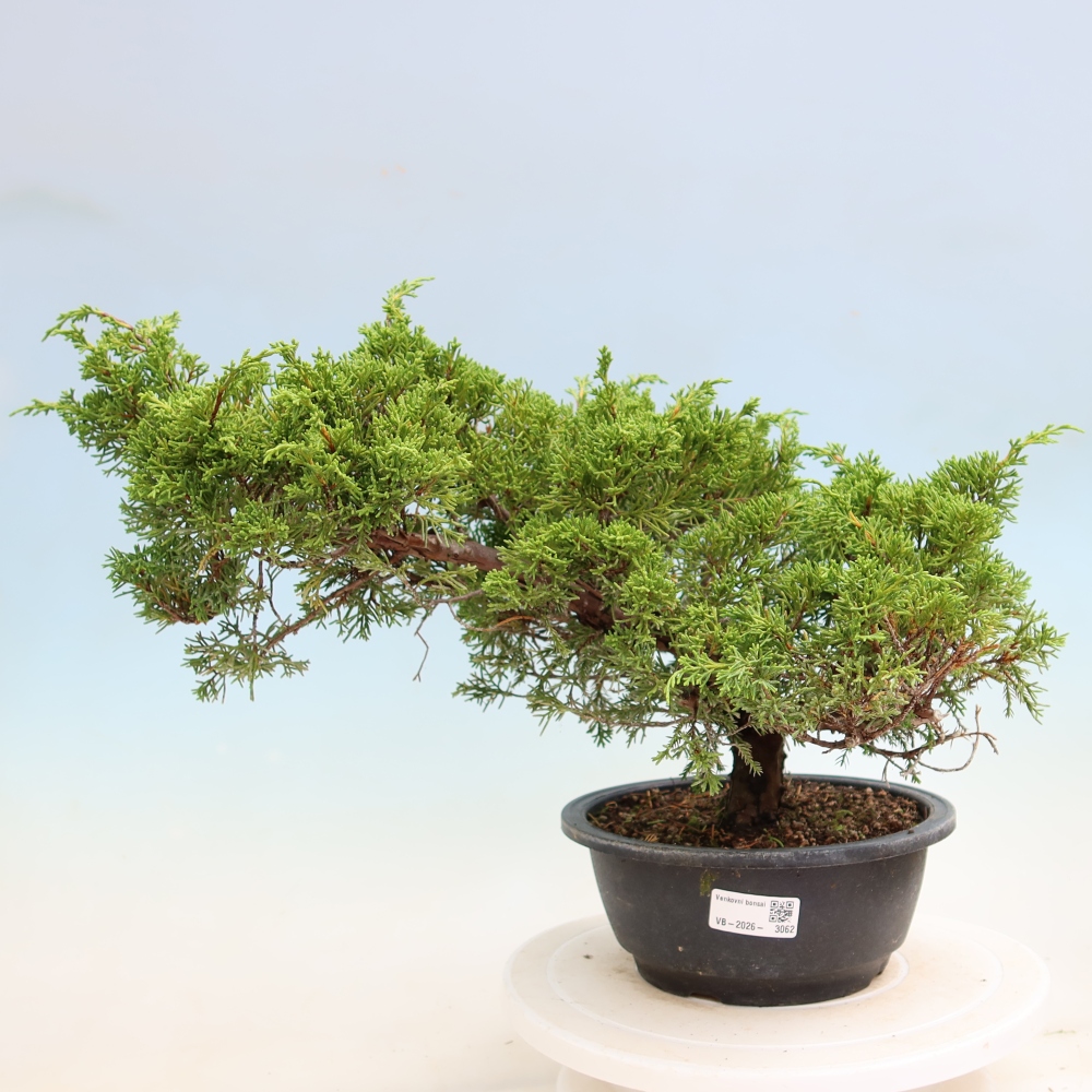 Bonsaï d'extérieur - Juniperus chinensis Itoigawa-Juniperus chinensis