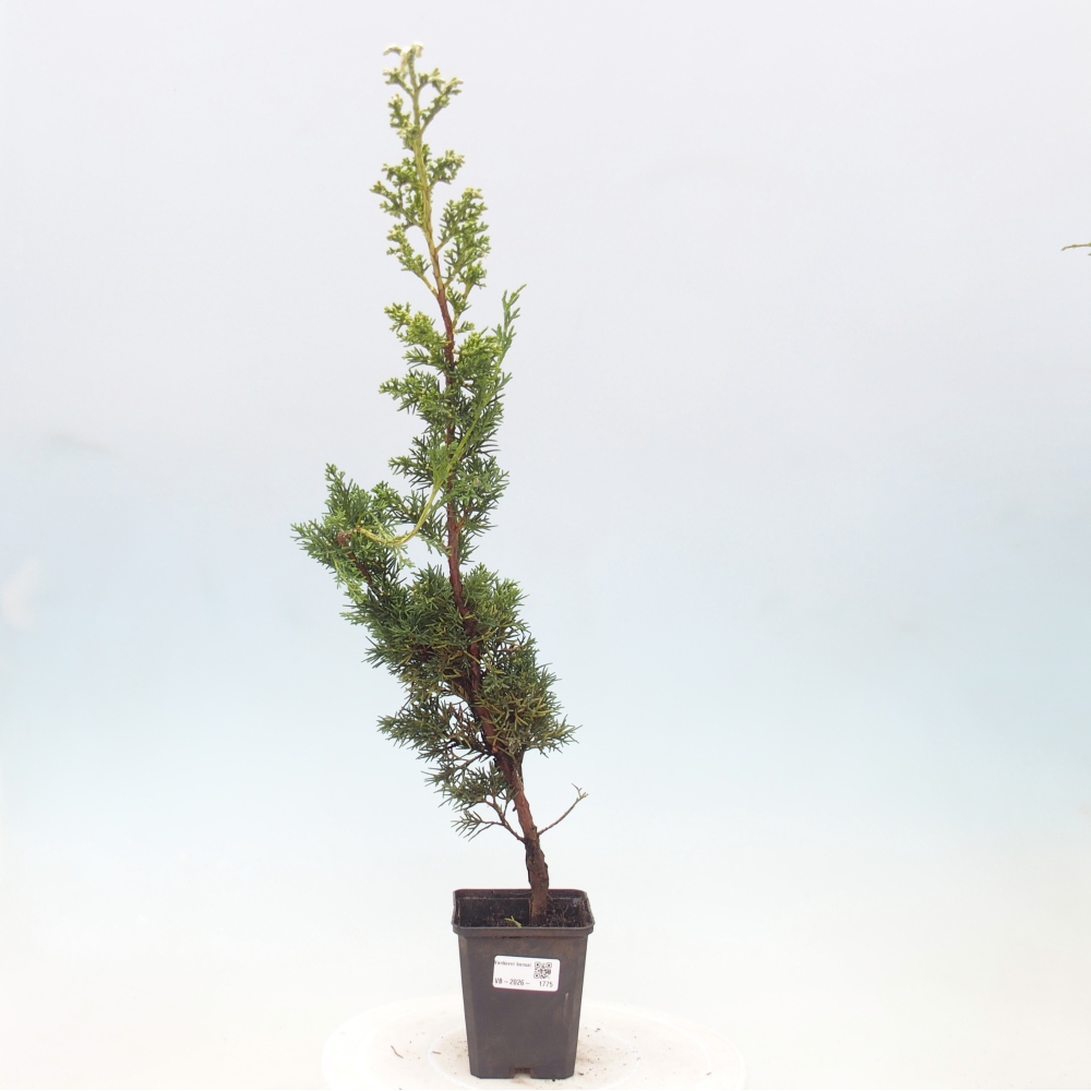 Bonsaï d'extérieur - Juniperus chinensis Kishu