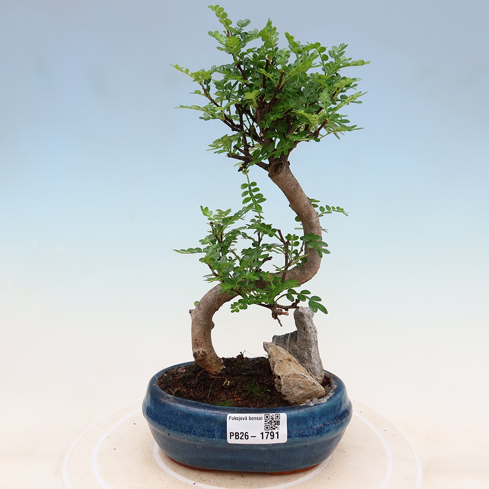 Salle bonsaï - Zantoxylum piperitum - arbre à poivre