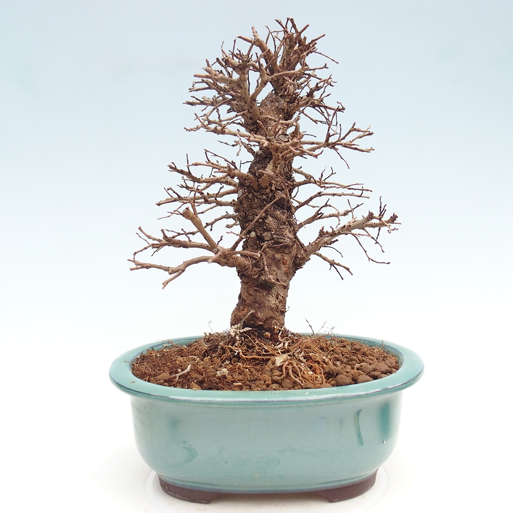 Bonsaï d'extérieur - Zelkova - Zelkova NIRE