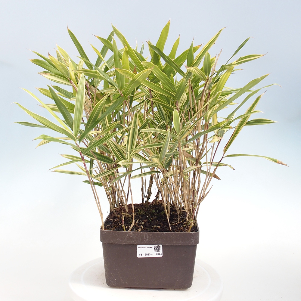 Bonsaï d'extérieur - Sasaella masamuneana Albostriata - Bambou