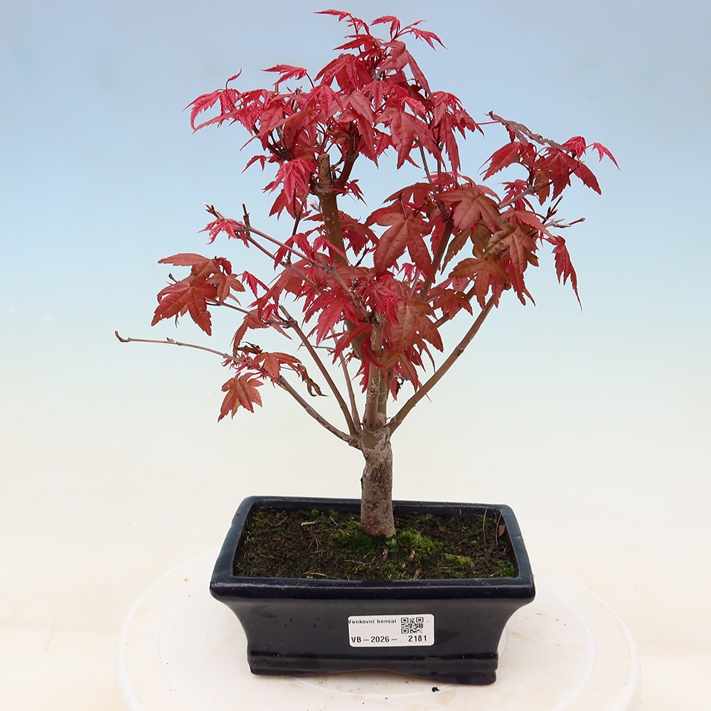 Bonsaï d'extérieur - Acer palmatum DESHOJO