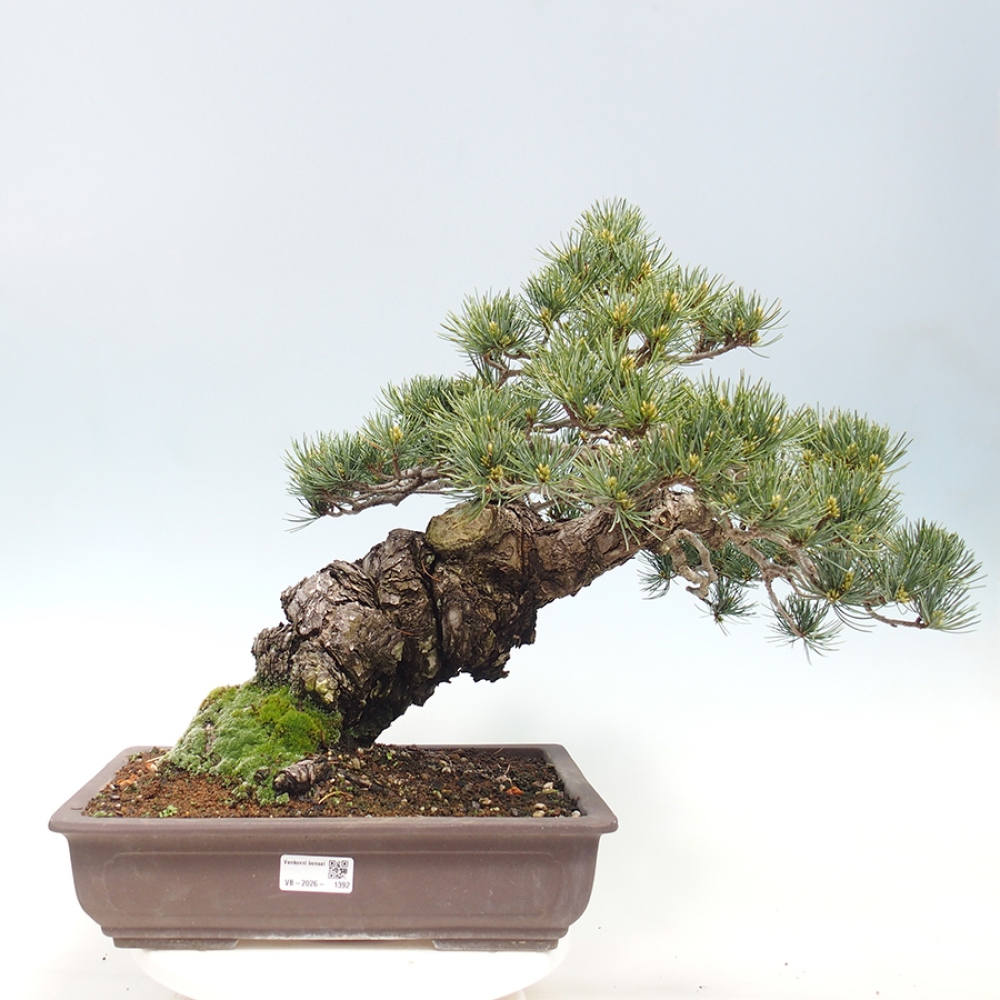 Bonsaï d'extérieur - Pinus parviflora - Pinus parviflora