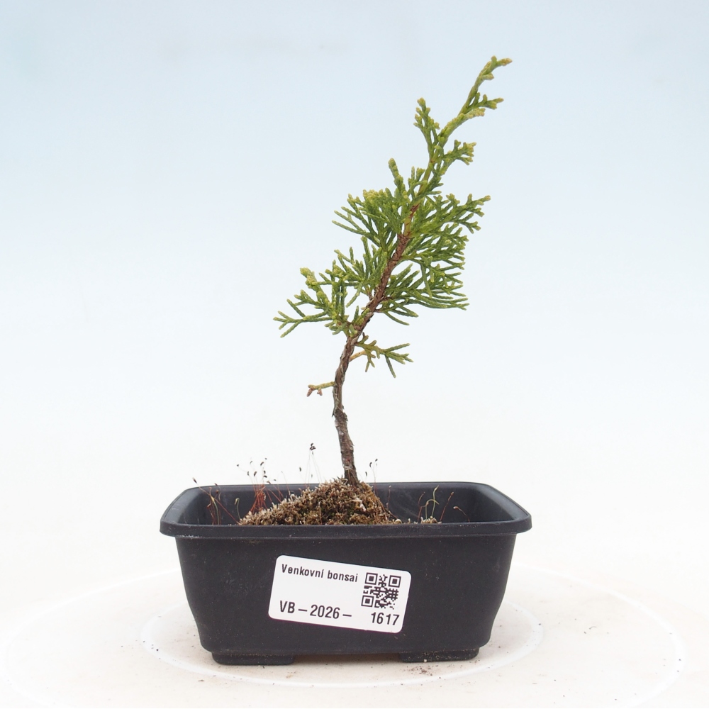 Bonsaï d'extérieur - Juniperus chinensis Itoigawa