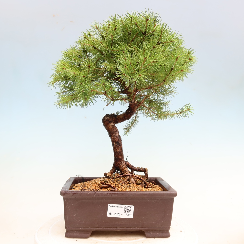 Bonsaï d'extérieur - Épicéa glauque - Picea glauca globe