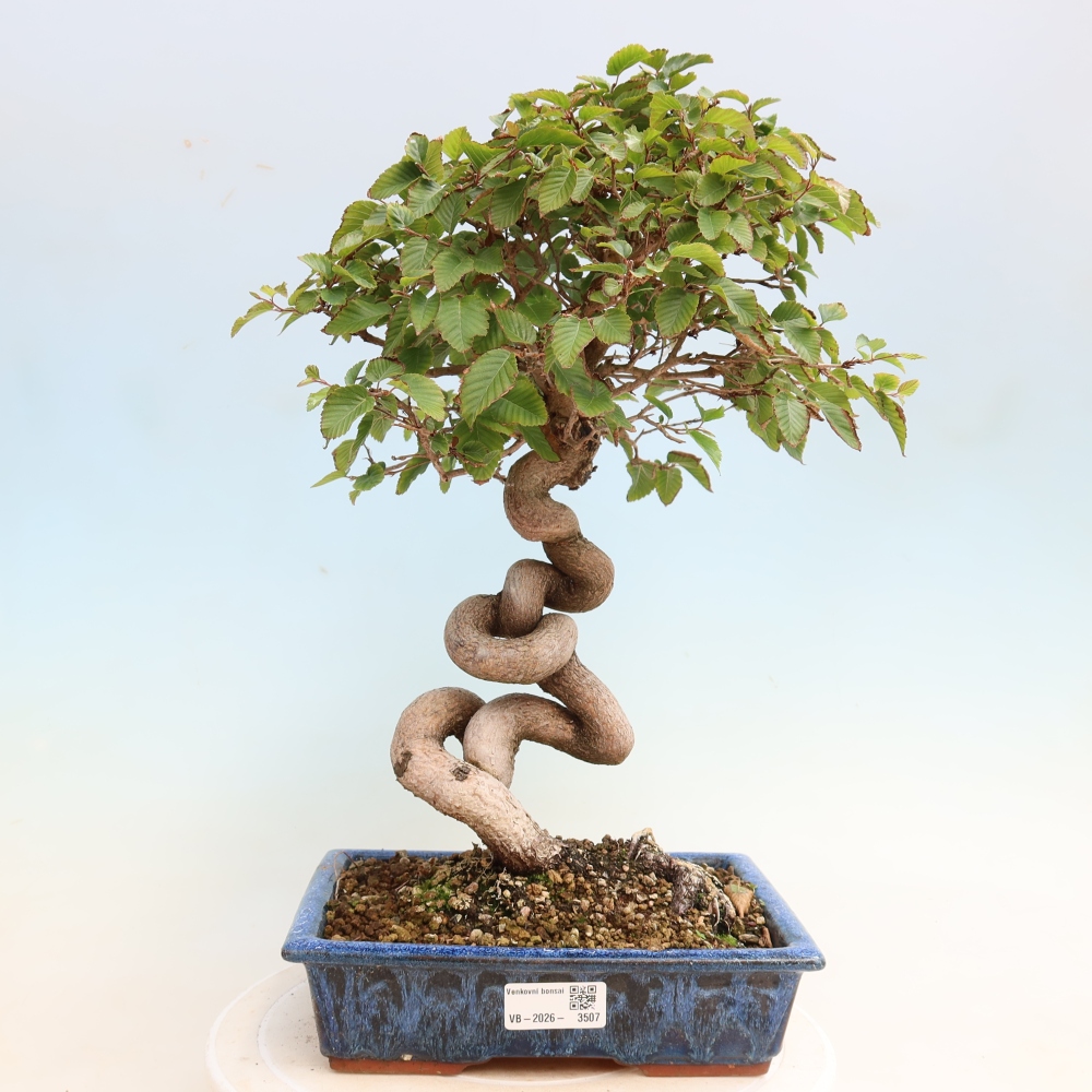 Bonsaï d'extérieur -Carpinus CARPINOIDES - Charme de Corée