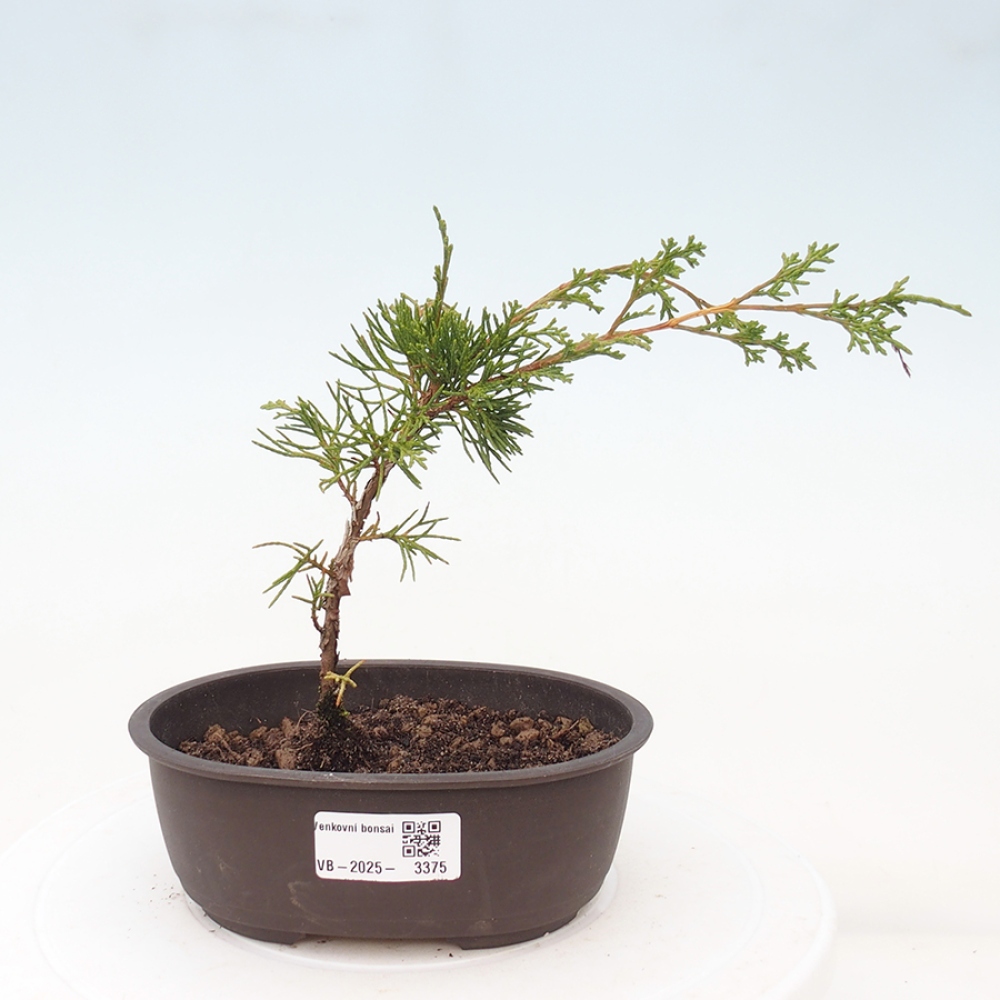Bonsaï d'extérieur - Juniperus chinensis Itoigawa