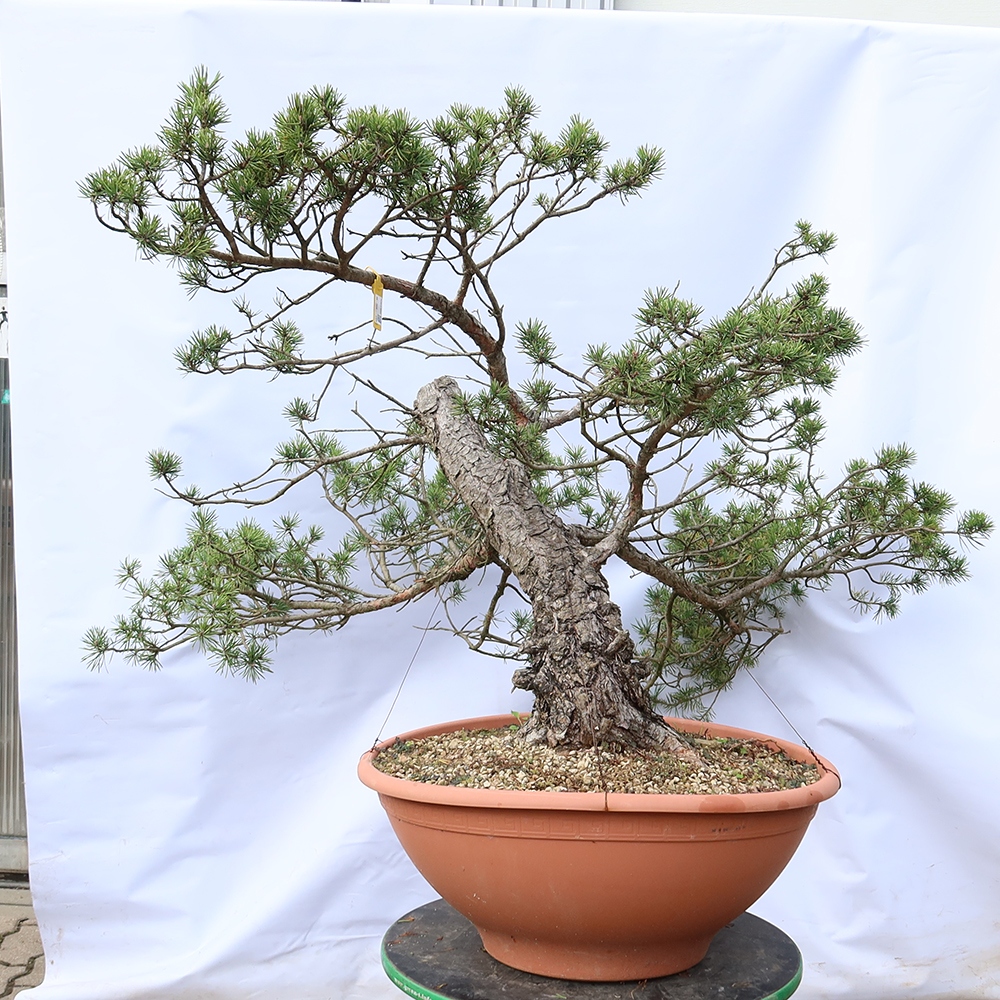 Pinus sylvestris Espagne - pin sylvestre