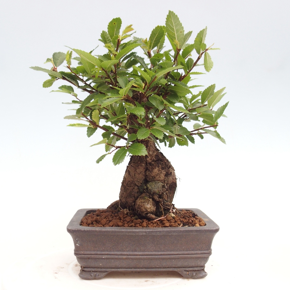 Bonsaï d'extérieur - Zelkova - Zelkova NIRE