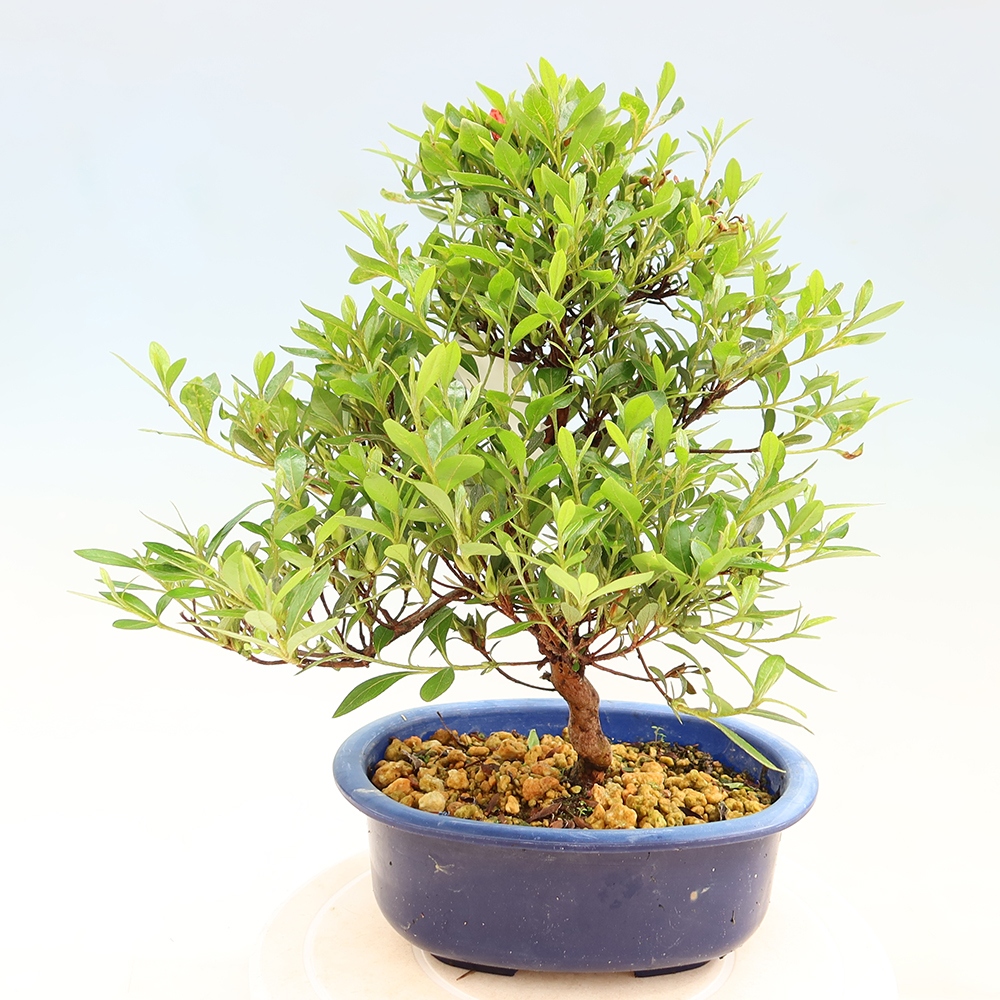 Bonsaï d'extérieur - Azalée japonaise - Azalea Matsunami
