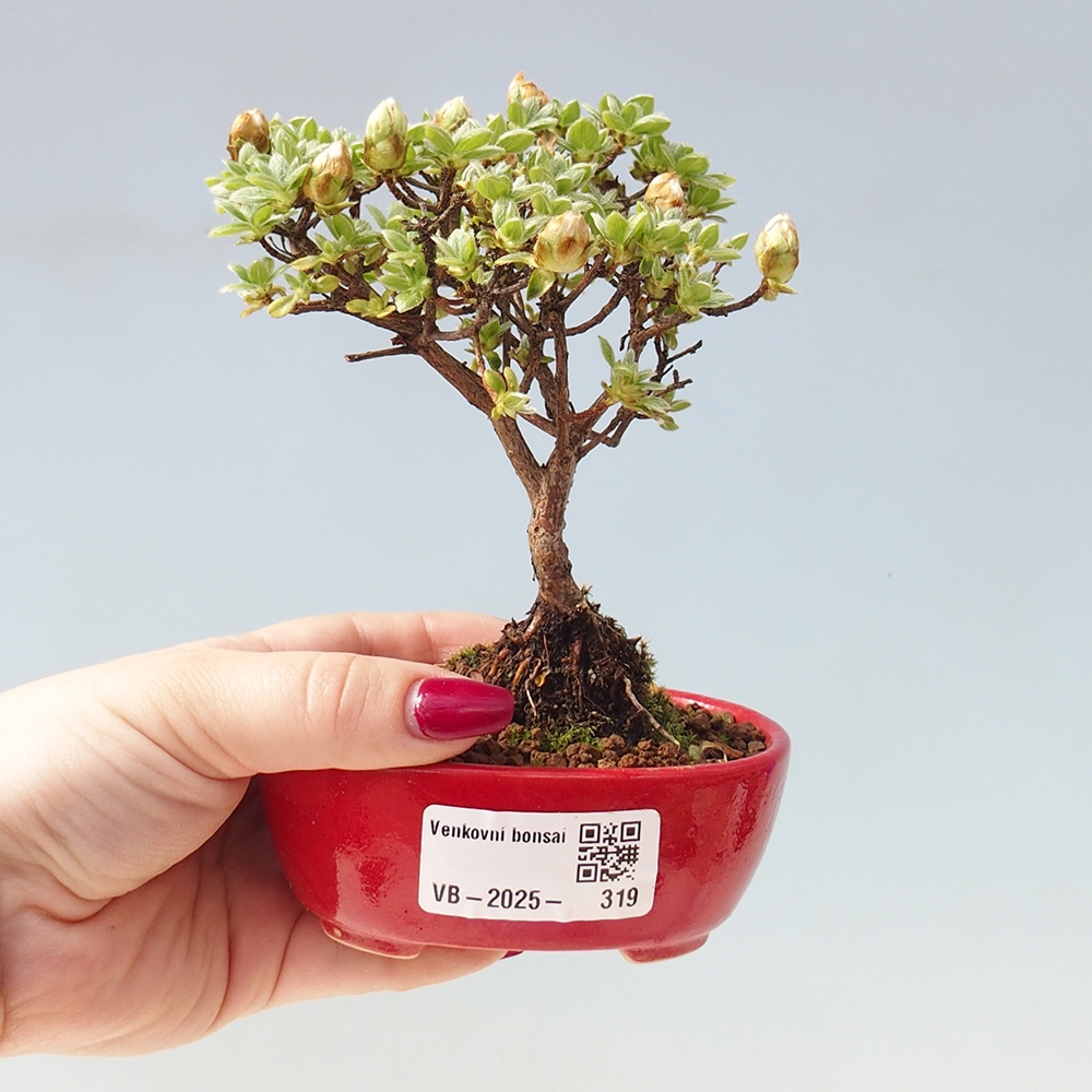 Bonsaï d'extérieur - Rhododendron indicum - Azalée japonaise