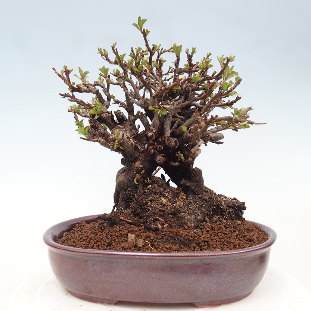 Bonsaï d'extérieur - Chaneomeles speciosa - Coing