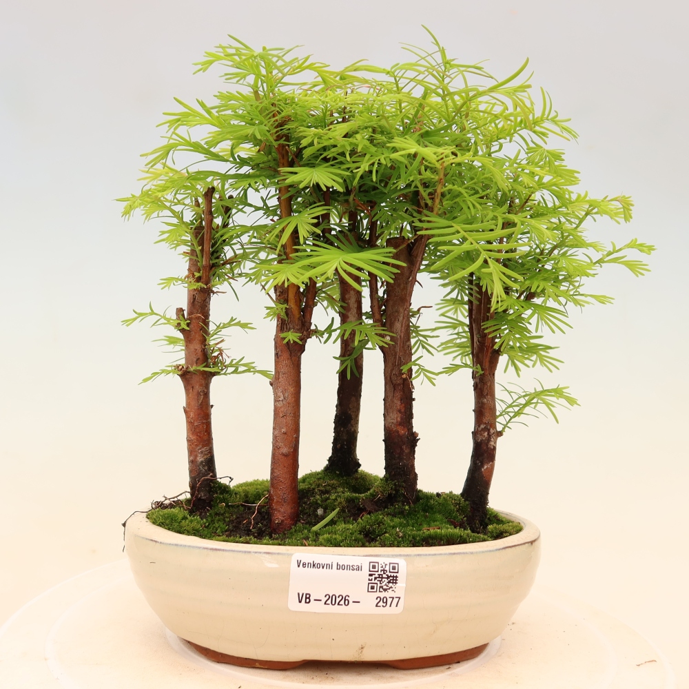 Bonsaï d'extérieur - Metasequoia glyptostroboides - Métaséquoia de Chine - petit bosquet