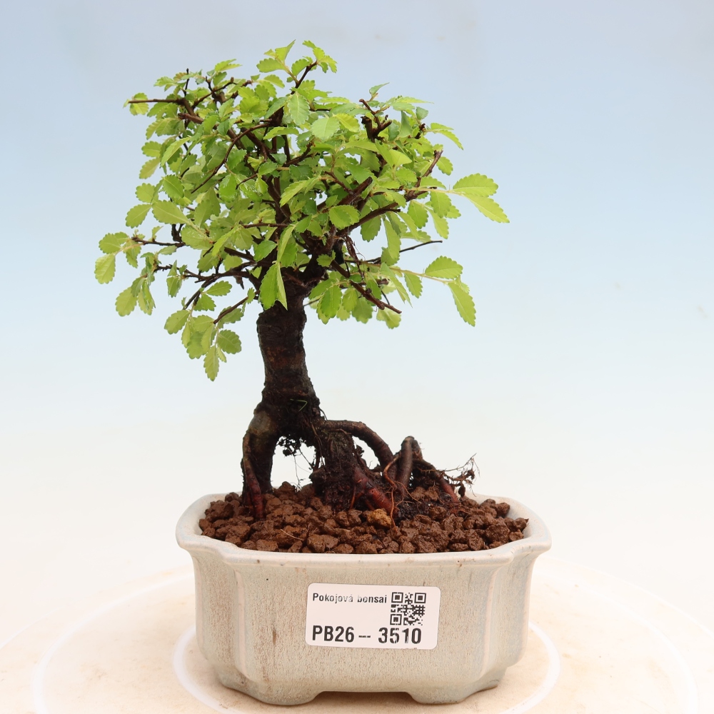 Bonsaï de chambre - Ulmus parvifolia - Orme à petites feuilles