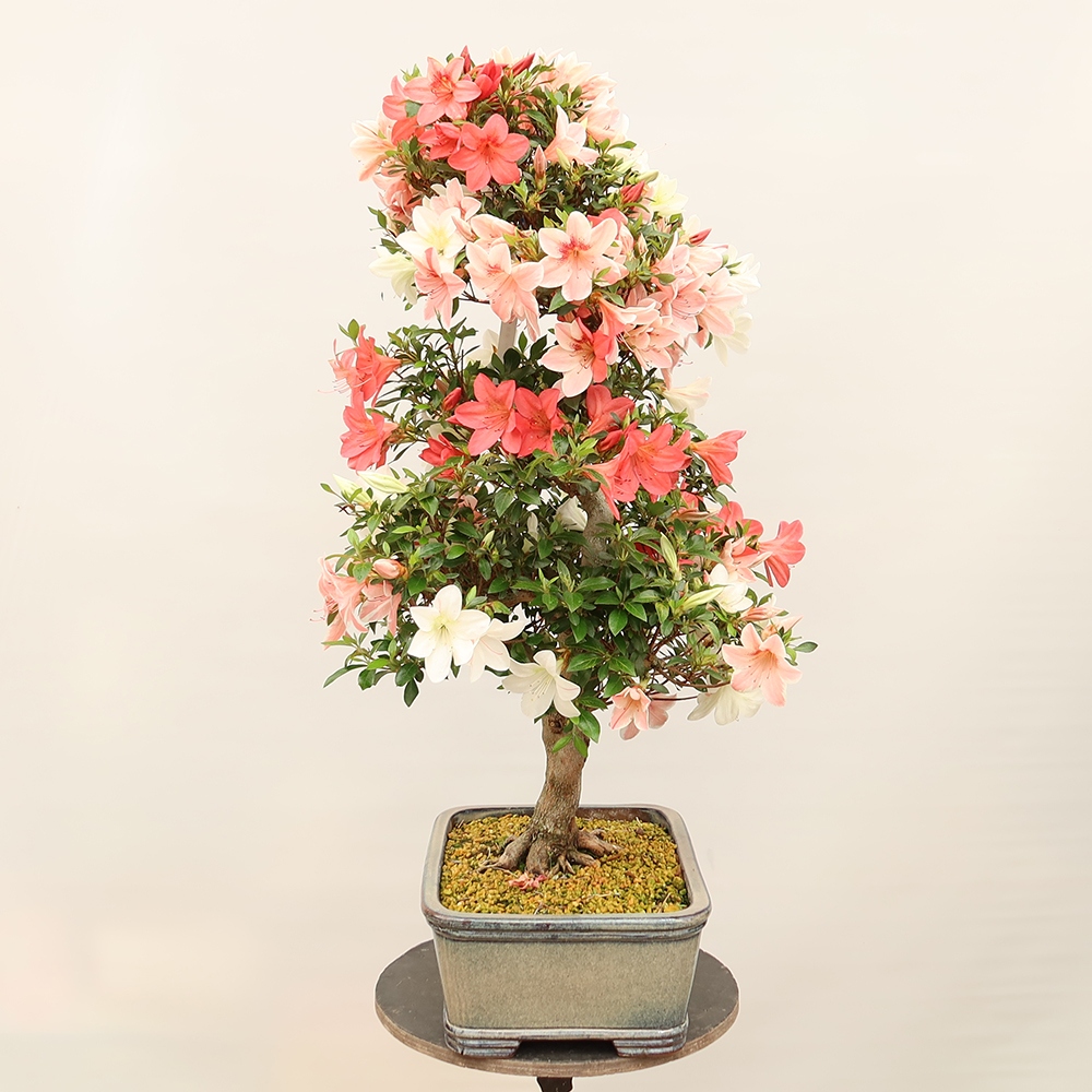 Bonsaï d'extérieur - Azalée japonaise - Azalea Saishun