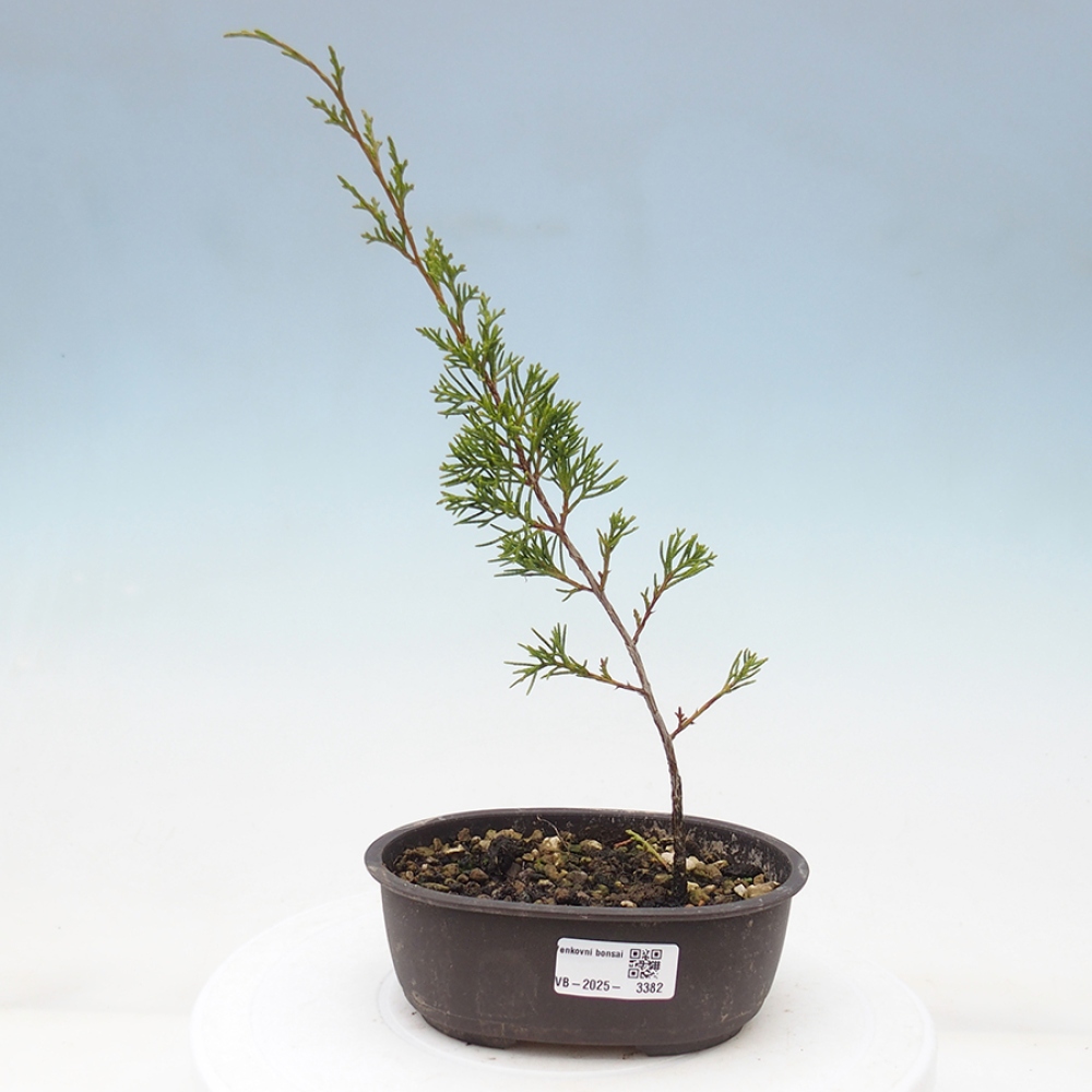 Bonsaï d'extérieur - Juniperus chinensis Itoigawa
