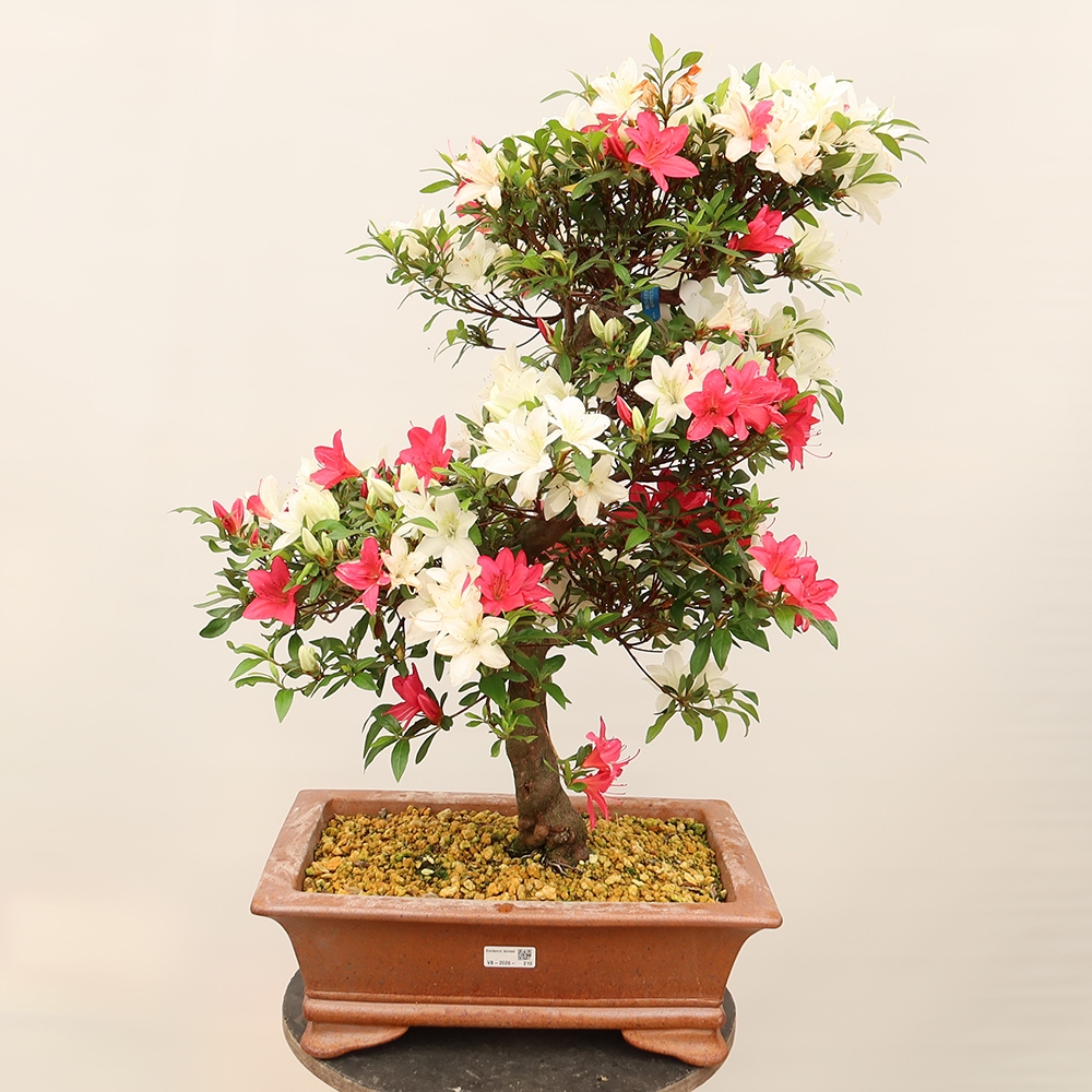 Bonsaï d'extérieur - Azalée japonaise - Azalée CHIHIRO