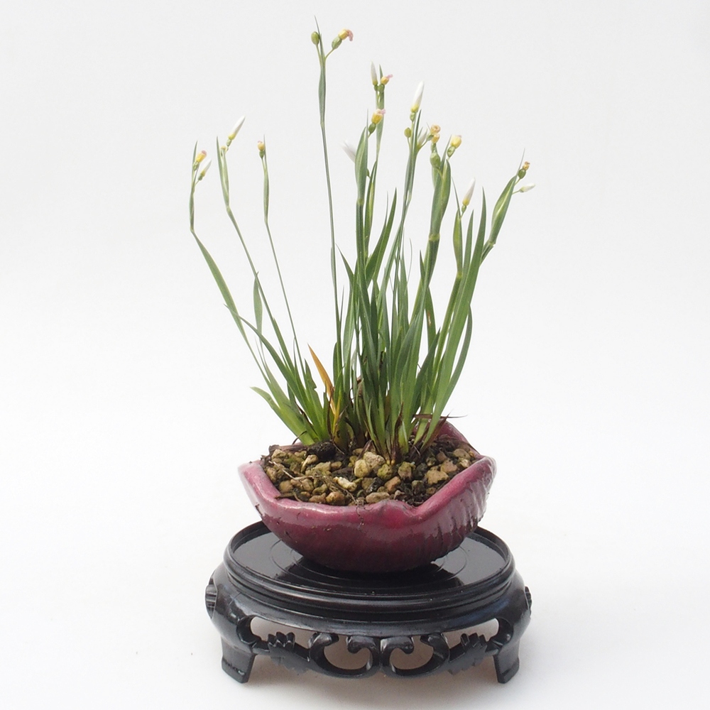 Table à bonsaï en plastique ronde 11 x 11 x 3,5 cm, couleur noire