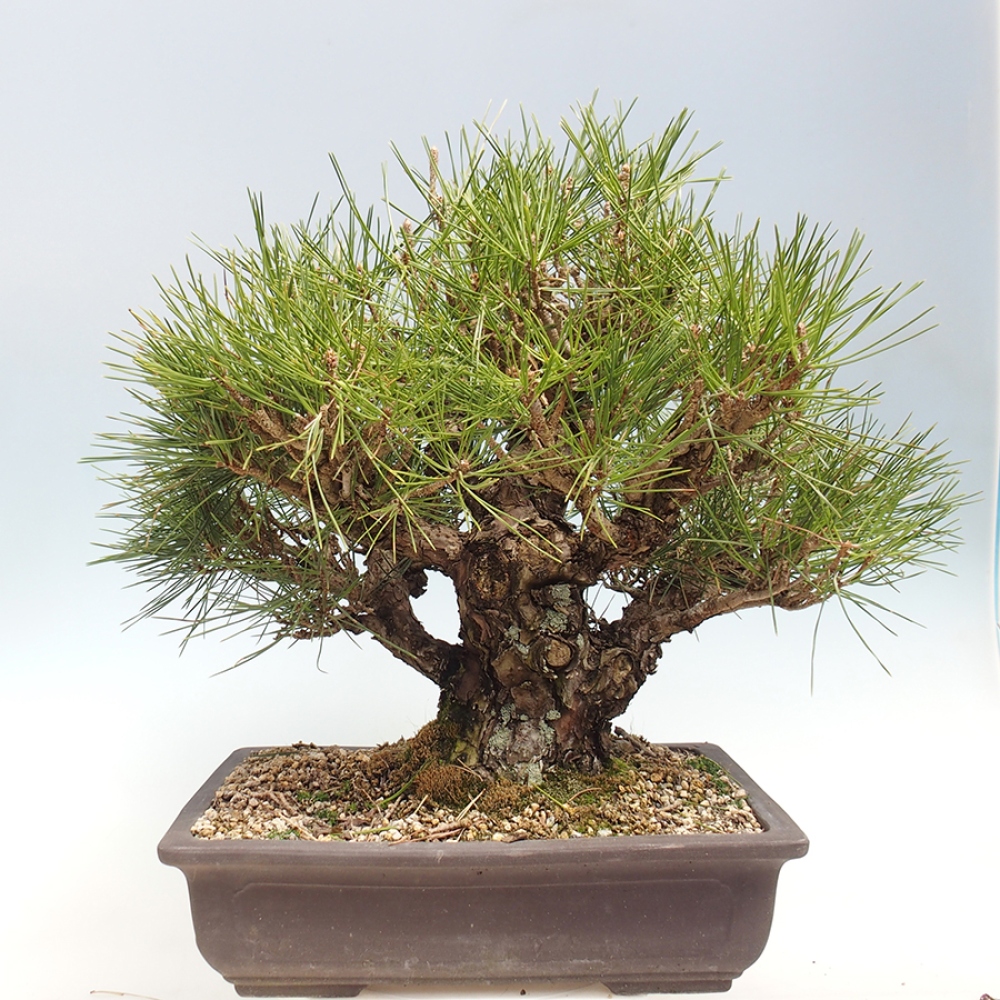 Bonsaï d'extérieur - Pinus thunbergii - Pin de Thunberg