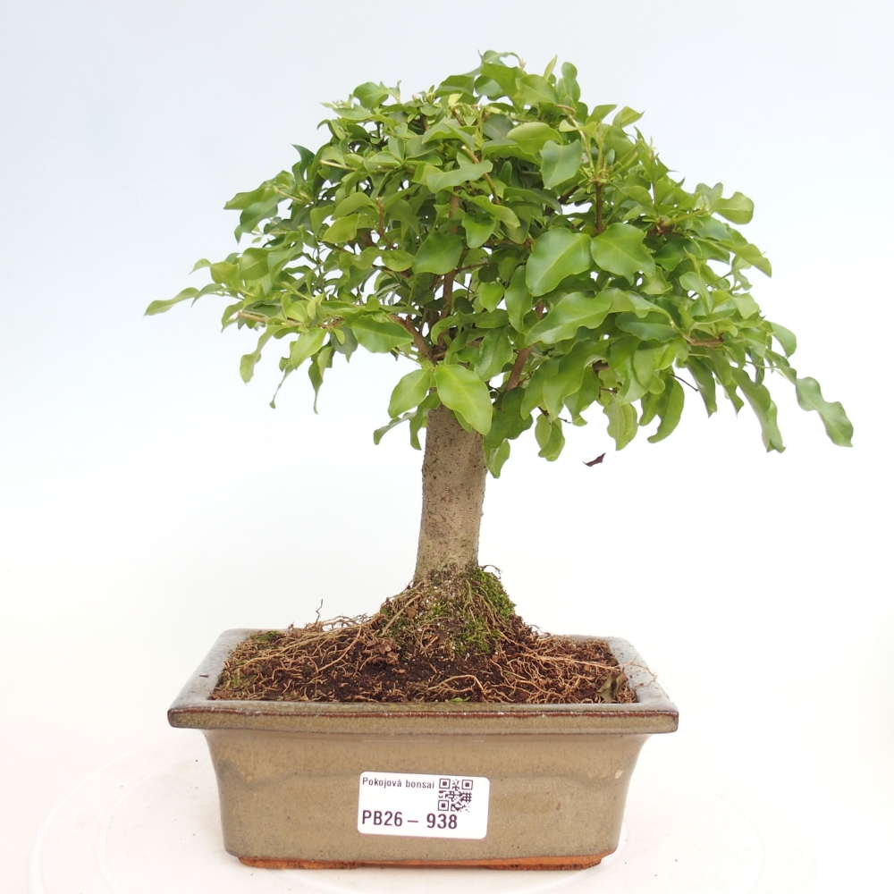 Bonsaï de chambre -Ligustrum chinensis - Bec d'oiseau